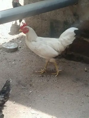 Nattu Koli