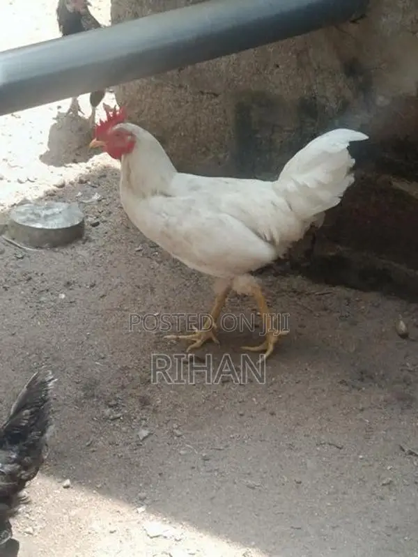 Nattu Koli
