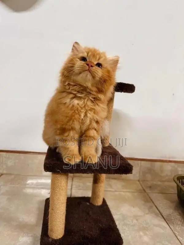Persian Kittens