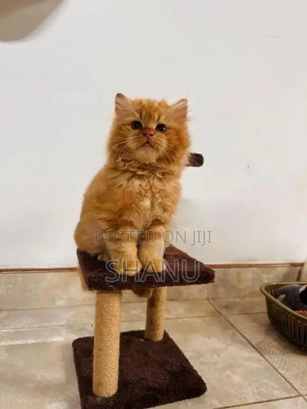 Persian Kittens