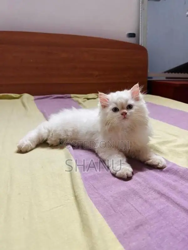 Persian Kittens