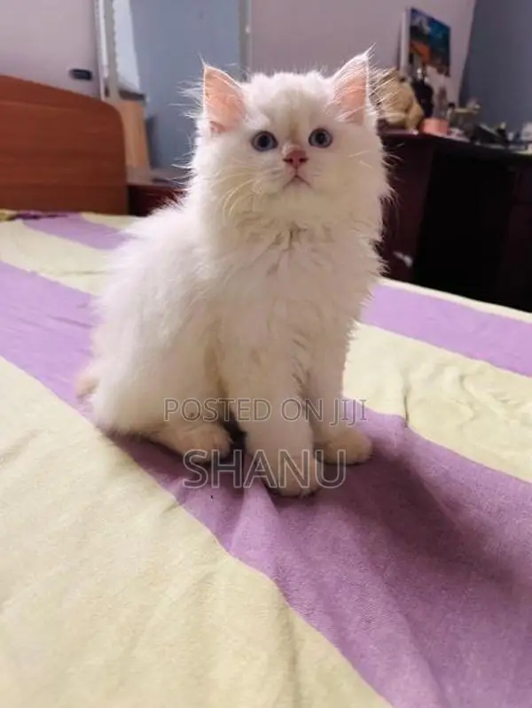 Persian Kittens
