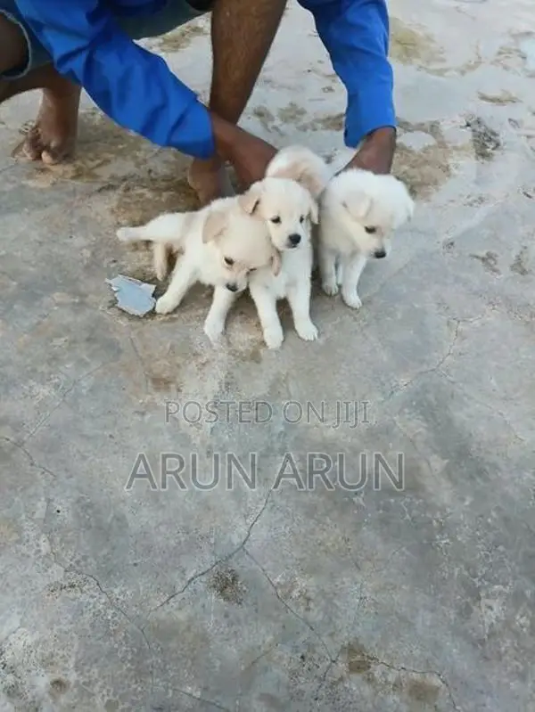 Pomeranian Puppies - Dog