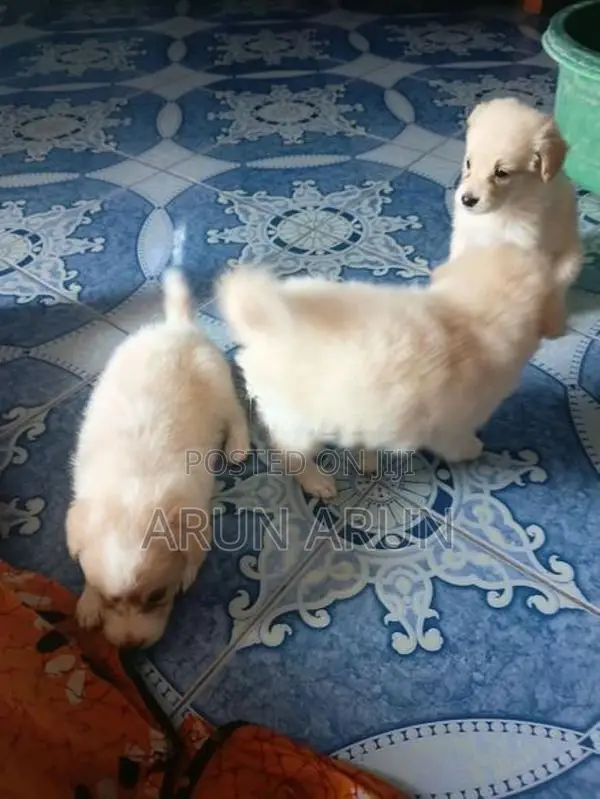 Pomeranian Puppies - Dog