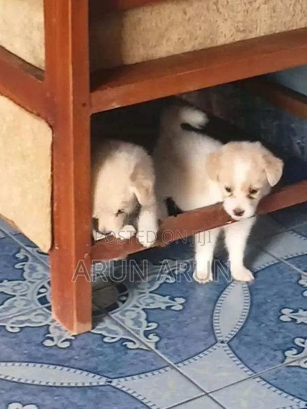 Pomeranian Puppies - Dog