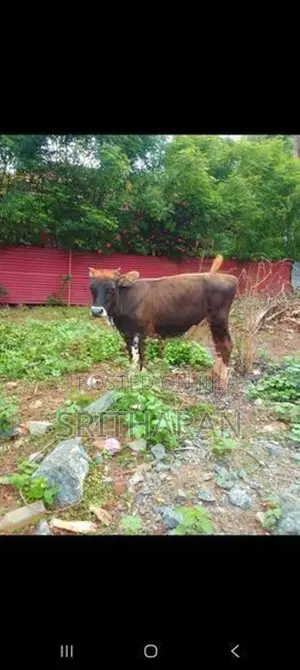 Nampan Madu