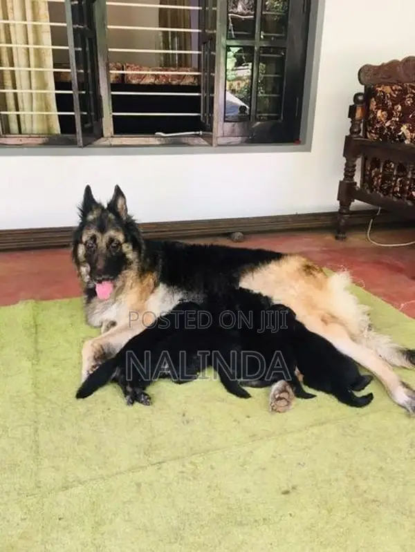 Lion German Shepherd Puppies