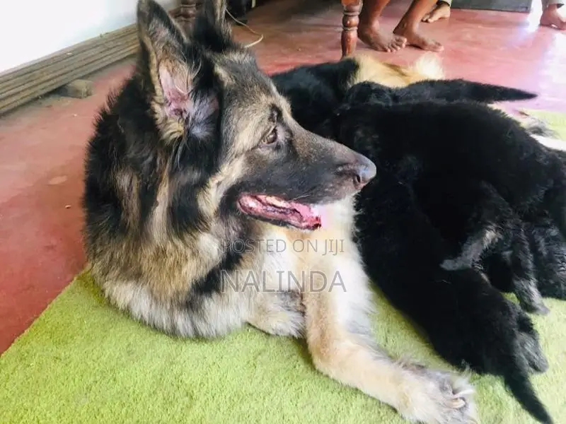 Lion German Shepherd Puppies