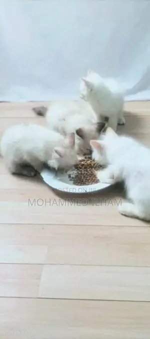 Himalayan. Persian Cat