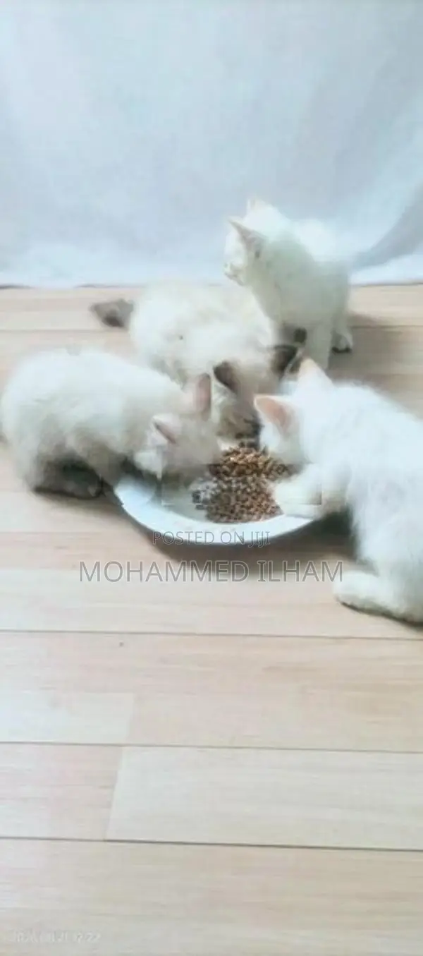 Himalayan. Persian Cat