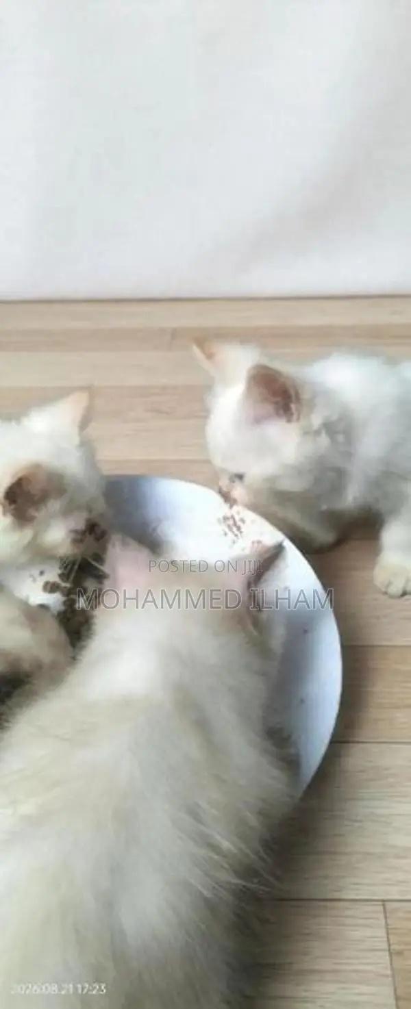 Himalayan. Persian Cat