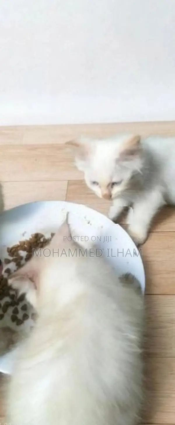 Himalayan. Persian Cat