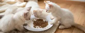 Himalayan. Persian Cat