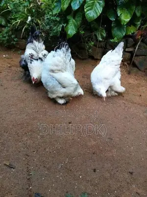 Brahma Chicken