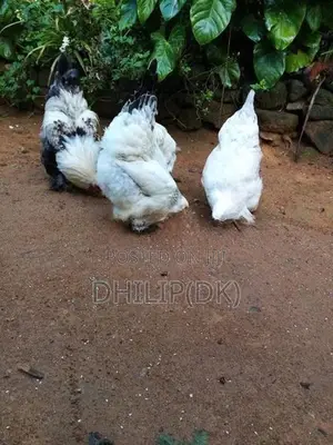 Brahma Chicken