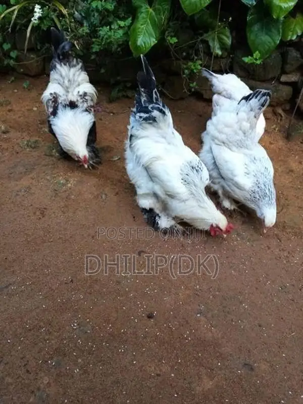 Brahma Chicken