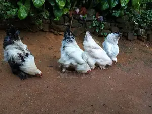 Brahma Chicken