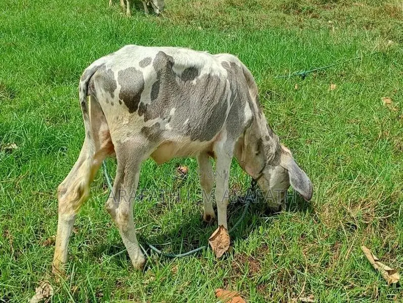சகி வாழ் நாகு