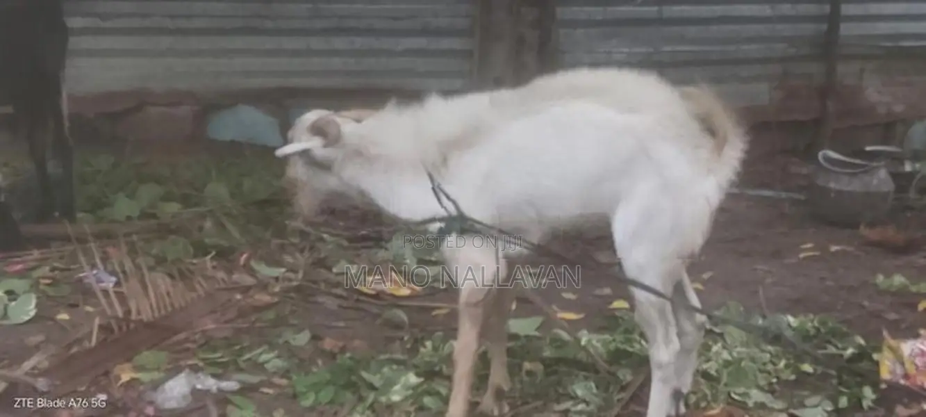 கிடாய் ஆடு சணல்