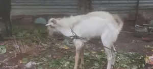 கிடாய் ஆடு சணல்
