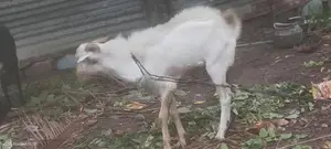 கிடாய் ஆடு சணல்