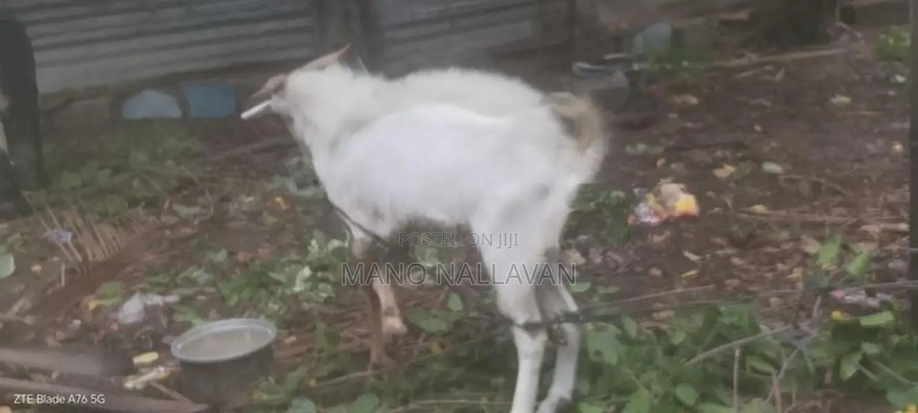 கிடாய் ஆடு சணல்