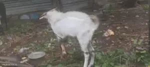 கிடாய் ஆடு சணல்