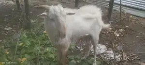 கிடாய் ஆடு சணல்