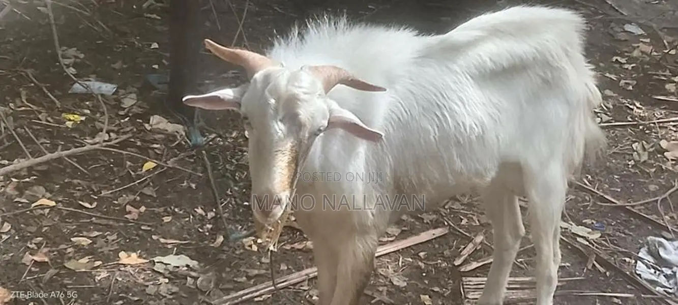 கிடாய் ஆடு சணல்