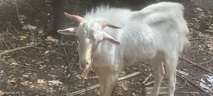கிடாய் ஆடு சணல்