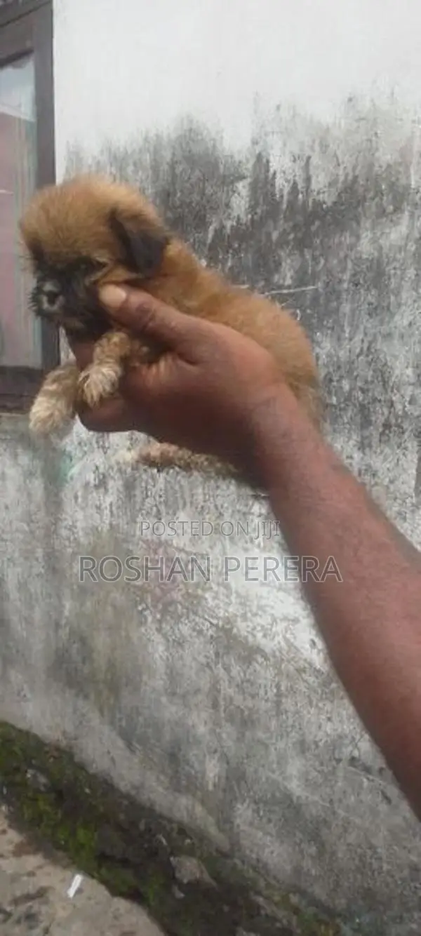 සික්සු බලු පැටවුන්