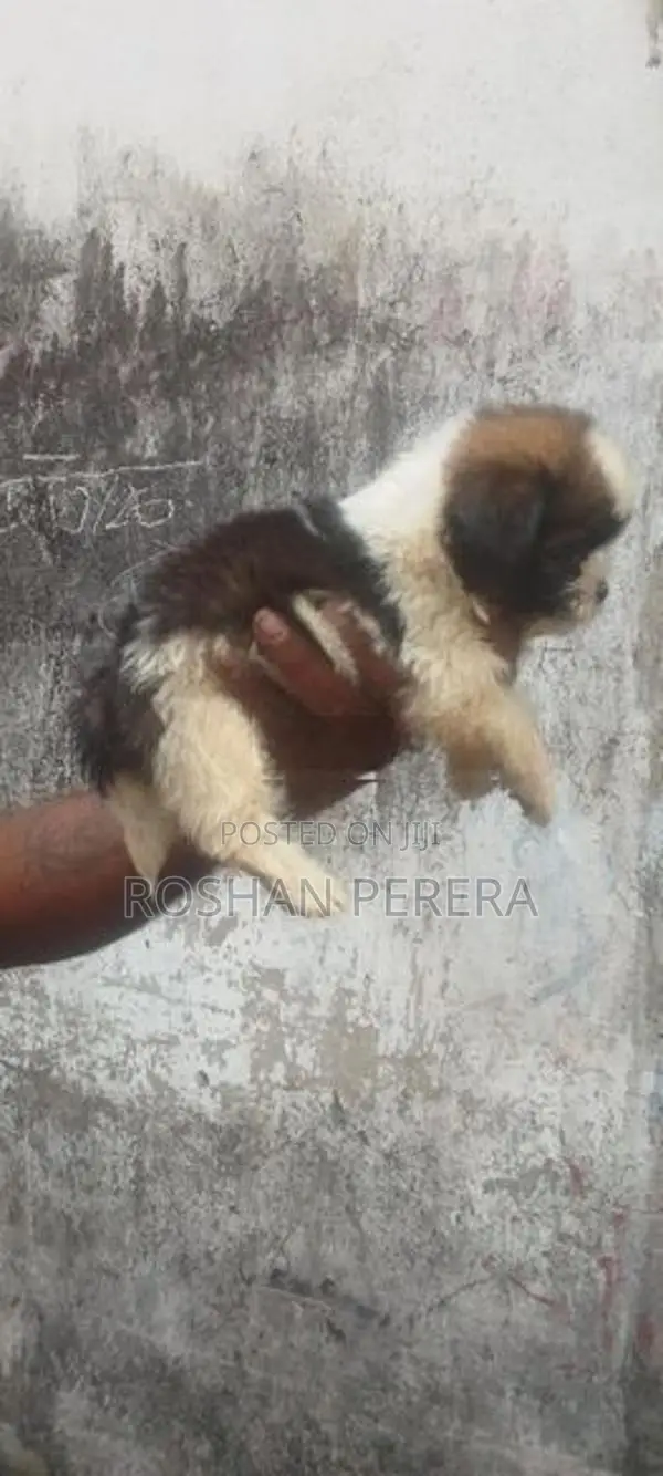 සික්සු බලු පැටවුන්