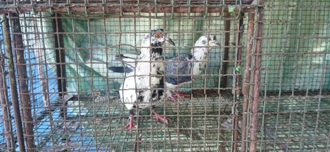 Pigeon