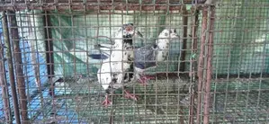 Pigeon
