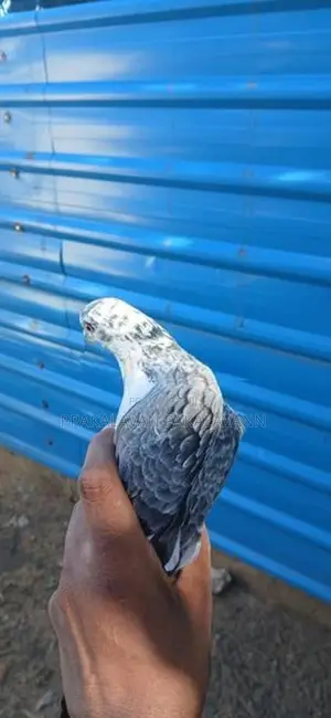 Pigeon