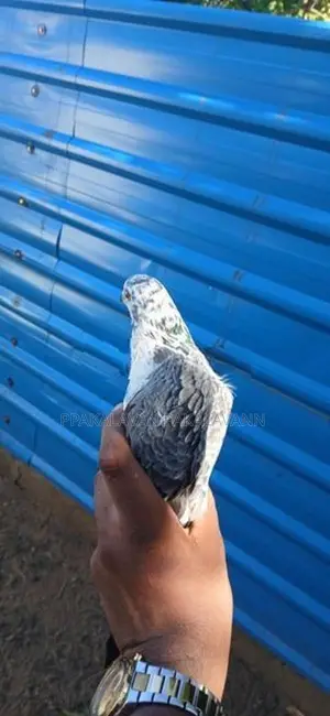 Pigeon