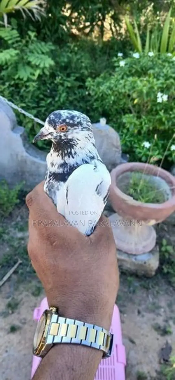 Pigeon