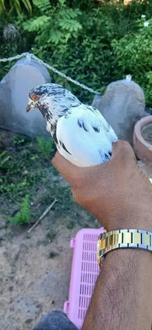 Pigeon
