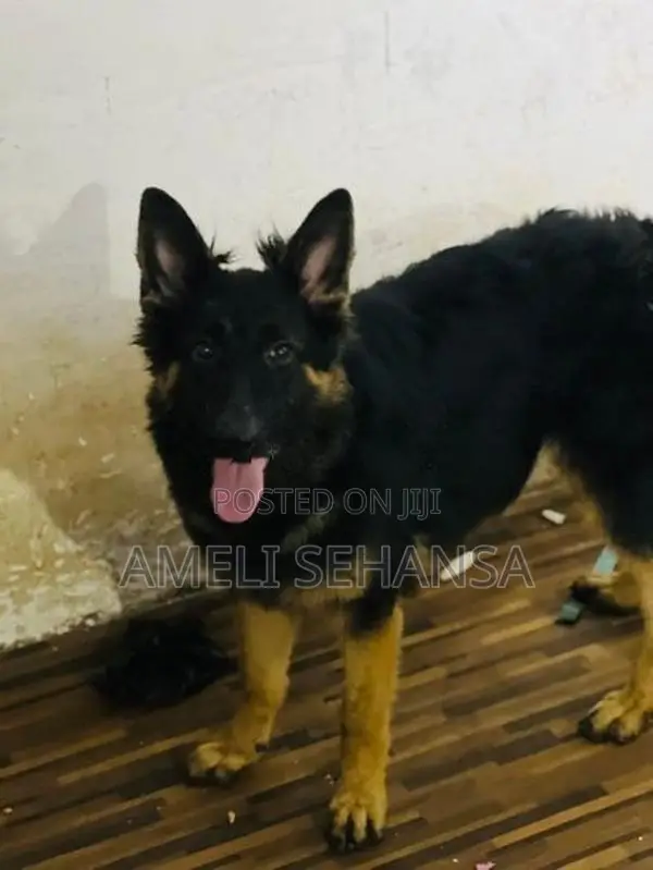 German Shepherd Long Coat Female