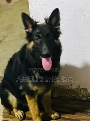 German Shepherd Long Coat Female