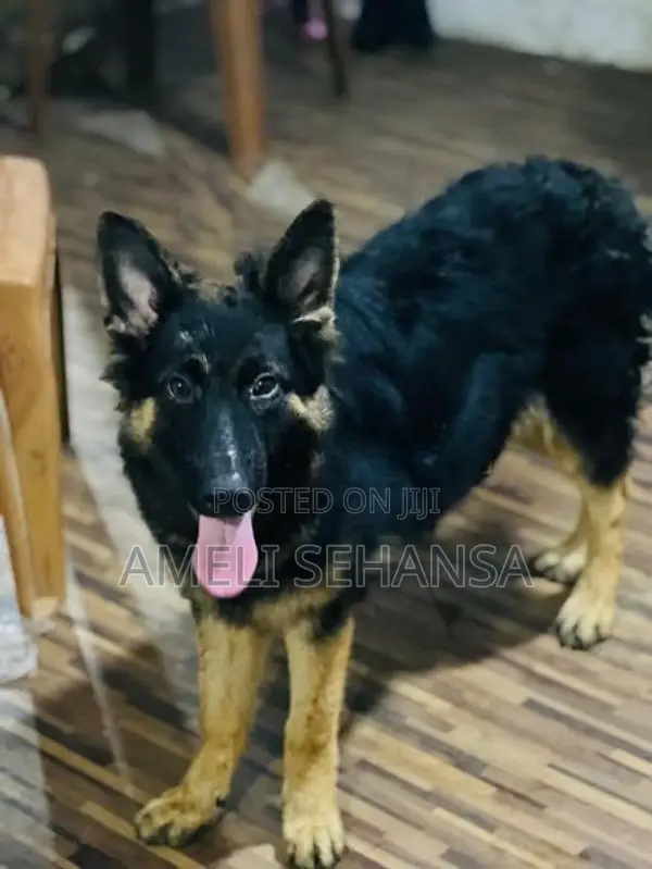 German Shepherd Long Coat Female