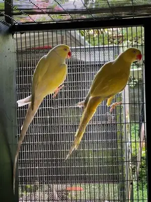 Creamino Ringneck Pair