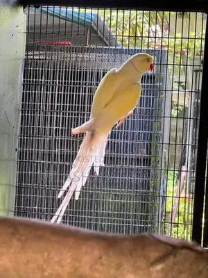Creamino Ringneck Pair