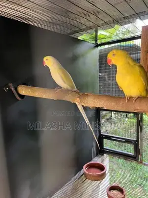 Creamino Ringneck Pair