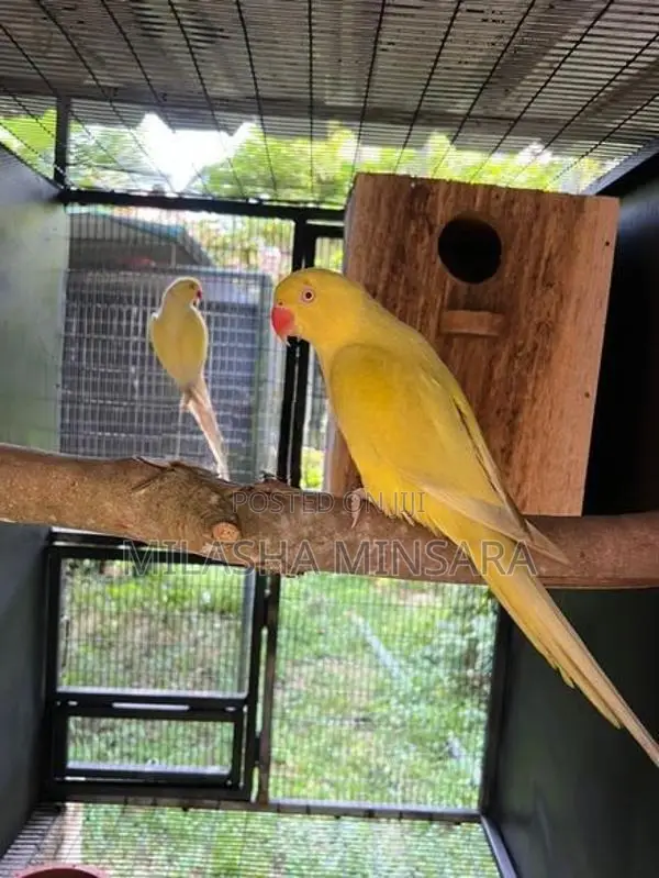 Creamino Ringneck Pair