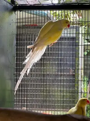 Creamino Ringneck Pair
