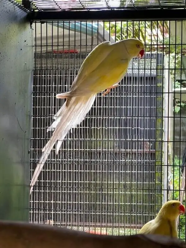 Creamino Ringneck Pair