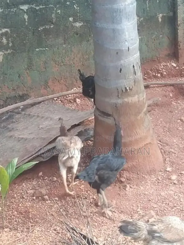 Farm Chickens