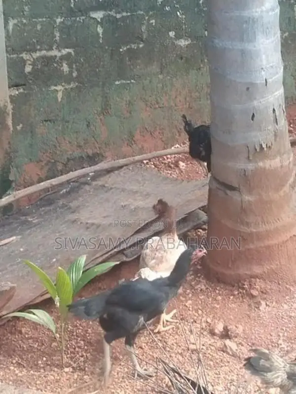 Farm Chickens