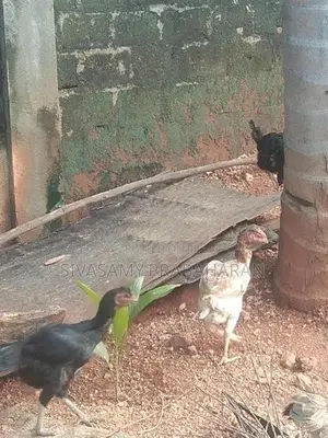 Farm Chickens